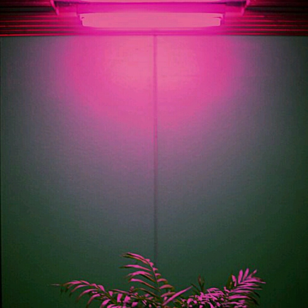 Meet your Posher, Bea